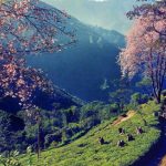 Conseils de voyage Darjeeling